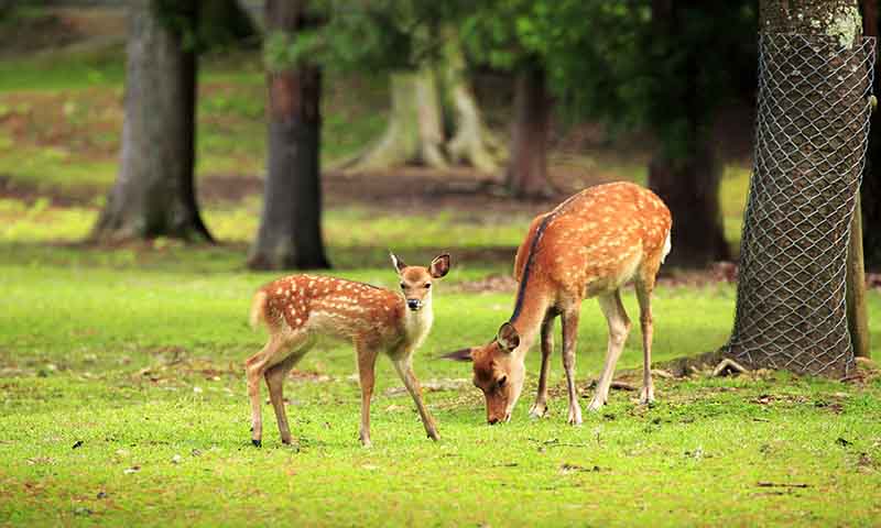 Guindy National Park